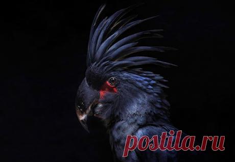 Животные, которые выглядят, как рокеры:Природа и животные