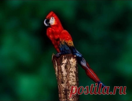 Невероятный боди арт! Присмотритесь - на фото девушка.