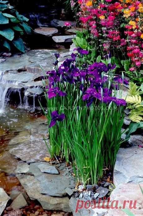 Irises & small water falls... | W ogrodzie