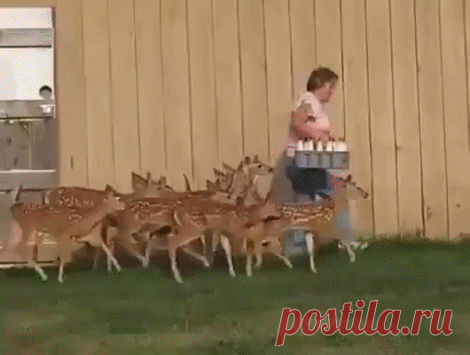 Одноклассники