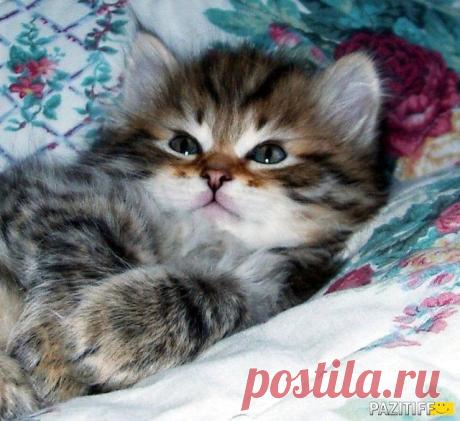 БЕСПЛАТНЫЕ МЕРЦАЮЩИЕ ОТКРЫТКИ И ПЛЕЙКАСТЫ
Катя Свешникова