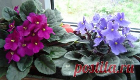 Три простейших трюка для здоровья комнатных растений. Они оживут и зацветут Комнатные растения способны украсить любой интерьер. Без них наши жилища уже не будут столь уютными и милыми. Но лишь в том случае, если комнатные растения здоровы и хорошо себя чувствуют: тогда они в…