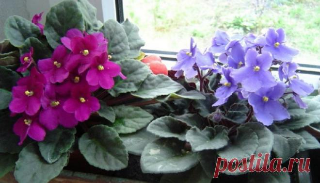 Три простейших трюка для здоровья комнатных растений. Они оживут и зацветут Комнатные растения способны украсить любой интерьер. Без них наши жилища уже не будут столь уютными и милыми. Но лишь в том случае, если комнатные растения здоровы и хорошо себя чувствуют: тогда они в…