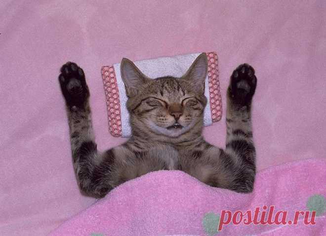 Хвостик - на подушке, на простынке - ушки!