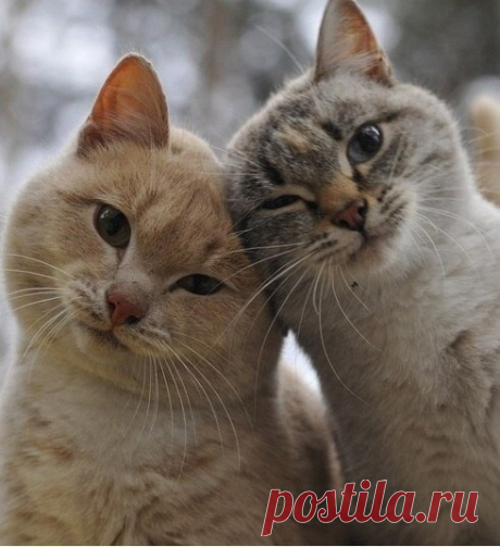 Без кота и жизнь не та