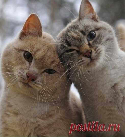 Без кота и жизнь не та