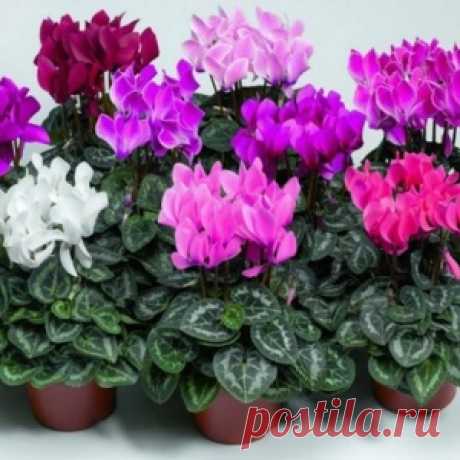 Наиболее популярные новости - МирТесен