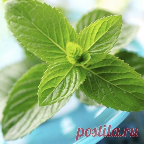 Лекарственные травы по гороскопу