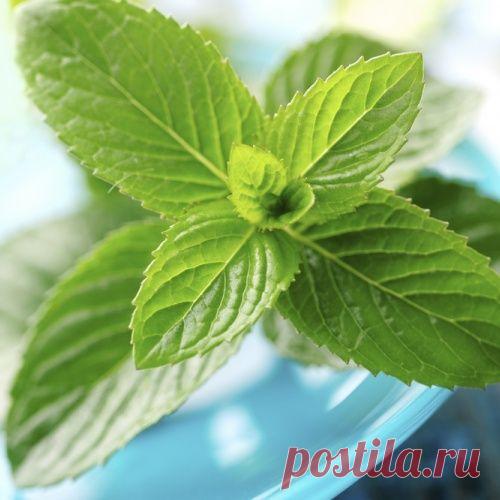 Лекарственные травы по гороскопу