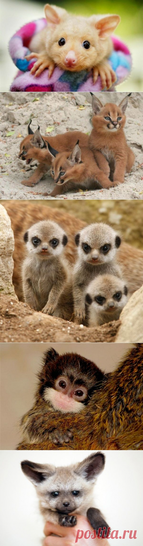 Умилительные зверята
