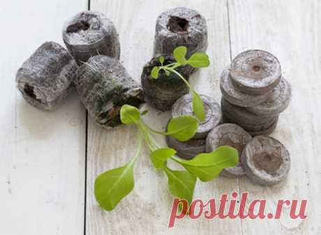 Разноликая красавица петунья, как вырастить рассаду — 6 соток