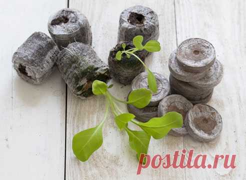 Разноликая красавица петунья, как вырастить рассаду — 6 соток