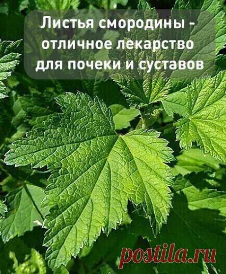 Каждый год заготавливаю смородиновые листья — это отличное лекарство для почек и суставов. Ни ревматизма, ни подагры не будет!
Большое количество витаминов С, К, Р делают чёрную смородину уникальной для лечения и профилактики атеросклероза, особенно аорты. В этом сухом перечне уникальное свойство чёрной смородины — стимулировать кору надпочечников при нарушении их функции Аддисоновой болезнью, а ведь эти нарушения нелегко наладить даже мощными гормональными средствами.
Нас...