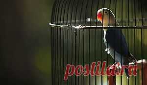 О пернатых друзьях замолвим словечко. Советы по уходу за попугайчиками.