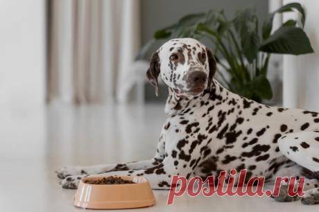 Что можно давать собакам? 10 человеческих продуктов, которые могут есть собаки.
У наших дружелюбных собак чувствительные желудки, и их нужно кормить очень питательной пищей. Большинство человеческой пищи вредно для собак из-за высокого содержания соли и жира.
Изображение от Freepik