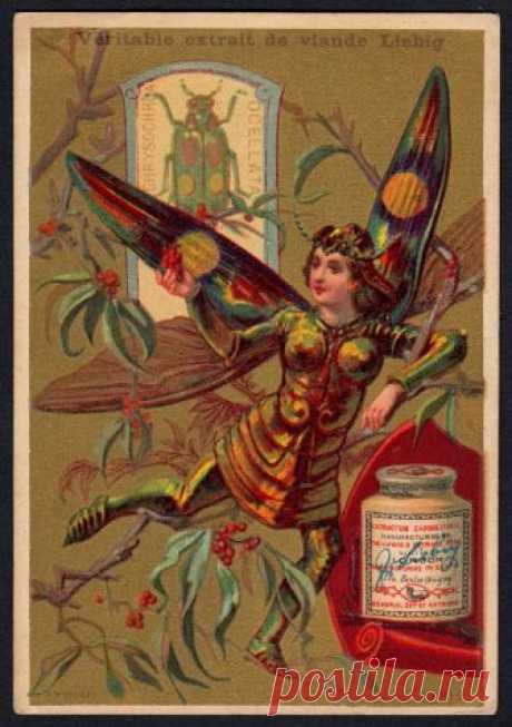 Liebig Tradecard S118, Insect Girls Liebig's Beef Extract "Insect Girls" French issue, 1883