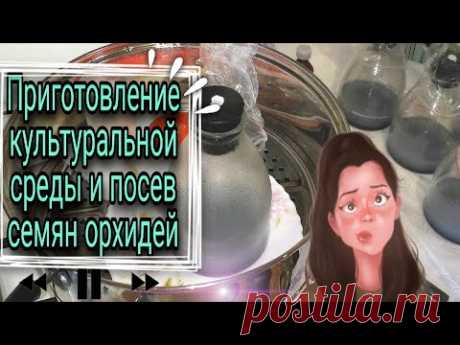 Приготовление среды,посев семян орхидей.
