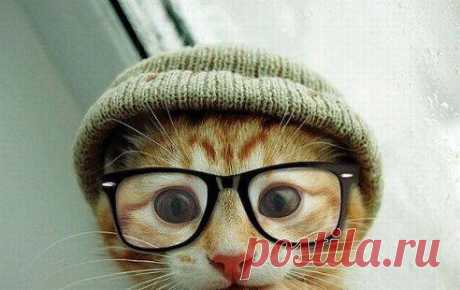 Мир Дизайна. Добавлена фотография в альбом Ваши питомцы.