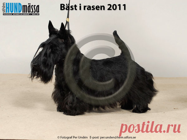 SKOTSK TERRIER Namn:DK UCH, SE UCH AYRZOL NAF NAF  Ägare:LOTTE FRÖKJAER, HADSTEN DANMARK Uppfödare:KNUDSEN LOTTE FRÖKJAER, STEFFENSEN JOHN, DK-8370 HADSTEN