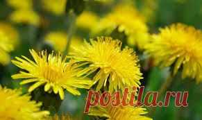одуванчик как пить