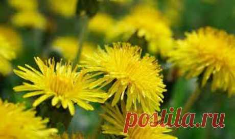одуванчик как пить