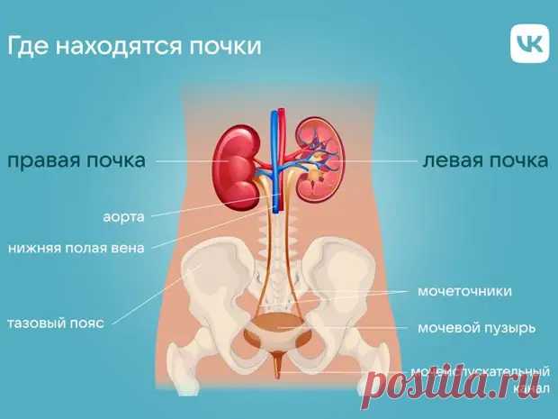 где находятся почки у мужчин