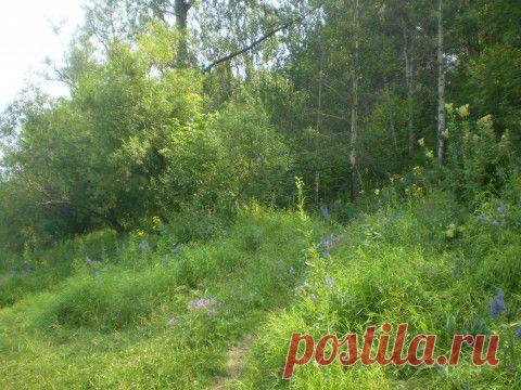 ДЕРЕВЬЯ ЛЕЧАТ | Самоцветик