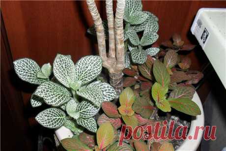 Микс в одном горшке - Все о комнатных растениях на flowersweb.info