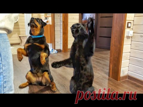 Вспомнит ли пантера Луна команды😅😸