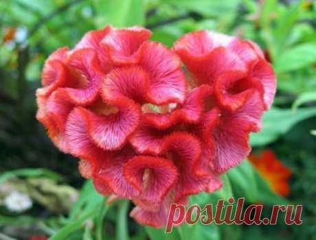 ЦВЕТОК ***ЦЕЛОЗИЯ*** Для Вас, дорогие!!!