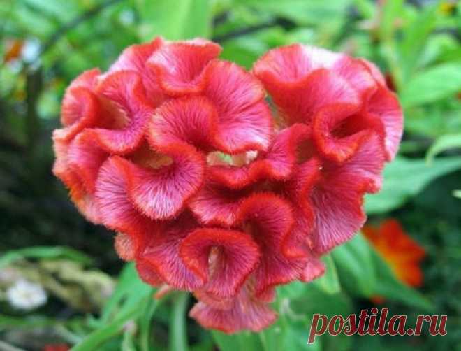 ЦВЕТОК ***ЦЕЛОЗИЯ*** Для Вас, дорогие!!!