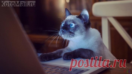 Котэ работает)