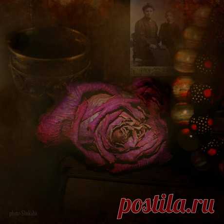 Александр Гаврилов