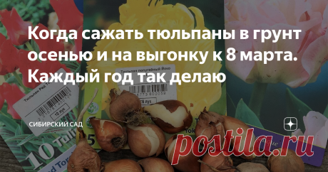 Когда сажать тюльпаны в грунт осенью и на выгонку к 8 марта. Каждый год так делаю Уфф, высадила вчера 80 своих луковиц тюльпанов на клумбы и + 20 «новичков». Всего новых сортов три – о них тоже подробно расскажу, а в конце напишу про сроки посадки луковичных на выгонку, чтобы зацвели к нужному времени. На выгонку оставила 30 штук + не стала сажать в грунт всю мелочь (деток), которые я обычно подращиваю в ящиках, чтобы на клумбах с ними не возиться.
В этой статье я уже писала,