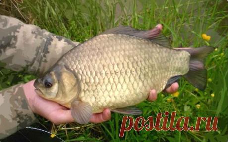 Ловля карася в больших водоемах: выбор места, снасти и прикормки – Рыбалке.нет
