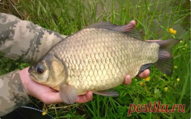 Ловля карася в больших водоемах: выбор места, снасти и прикормки – Рыбалке.нет
