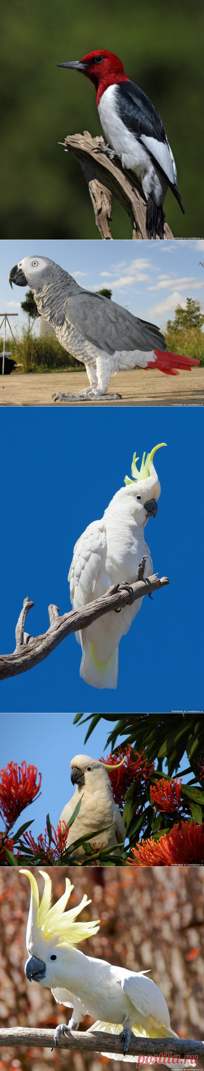 Птицы-рекордсмены — Наука и жизнь