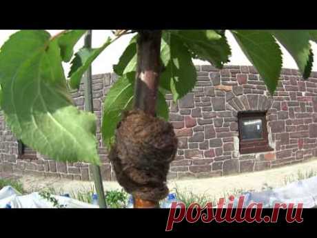 КАК ИЗБАВИТЬСЯ ОТ ТЛИ???ЛЕГКО!!!