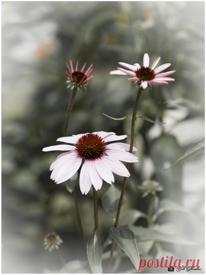 Stylized Eastern Purple Coneflowers Stylized rendering in Eastern Purple Coneflowers. Raw development in DxO PureRaw. Additional raw development and post processing in Exposure X6 (Color Misc Effects - Fade All Leaving Strong Reds).“You don’t make a photograph just with a camera” — Ansel Adams.