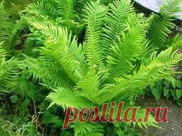 Блог клуба Клуб начинающих и настоящих цветоводов — Талгар - городской портал