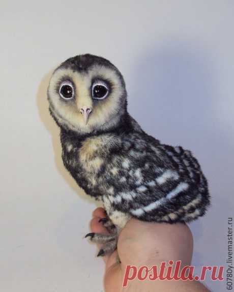 Чёрная сипуха. - черно-белый,сипуха,чёрная сипуха,сова,совушка,совы,совенок