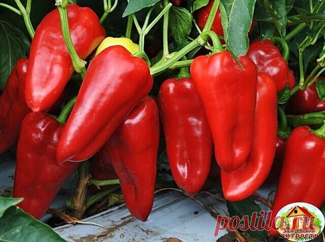 ИТАК, ВОТ ЧТО НУЖНО ДЕЛАТЬ, ЧТОБЫ ПЕРЦЫ НЕ ПОДКАЧАЛИ И ДАЛИ ОГРОМНЫЙ УРОЖАЙ!  
1. Выращивать перцы нужно только через рассаду и в теплице, только так растения будут крепкие и здоровые.  
2. Чтобы рассада развивалась мощной, надо удалять у нее все листья ниже развилки стебля.  
3. В возрасте 2 месяцев рассаду нужно пересадить в теплицу. Кустики следует перевалить из стаканчиков вместе с комом земли и обязательно проследить, чтобы корневая шейка не была заглублена в почву, и...