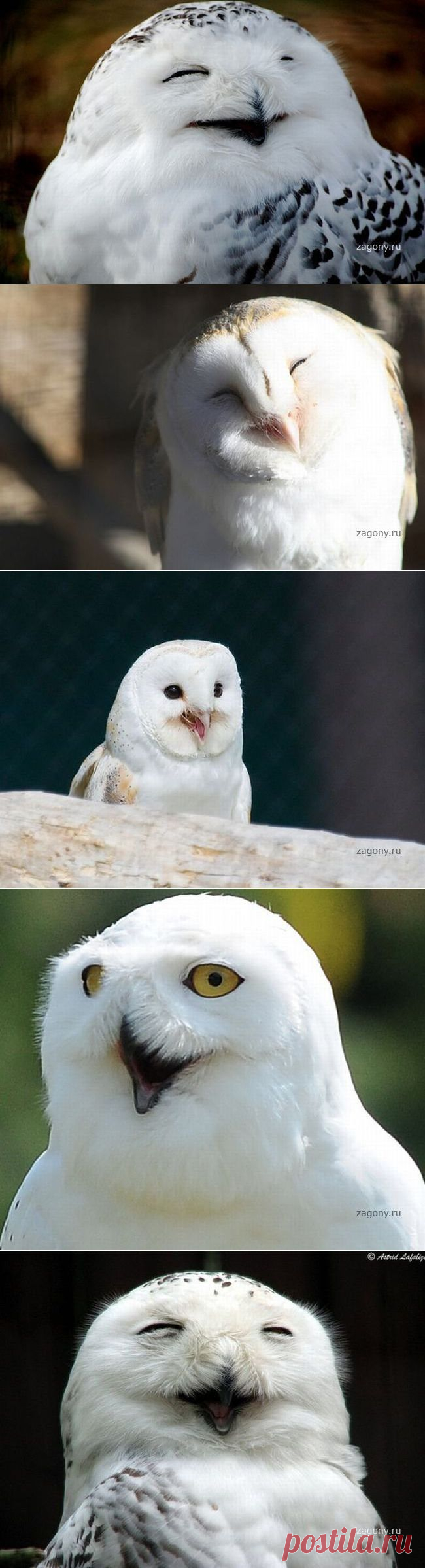 Позитивные пушистые совята (35 фото) &raquo; Загоны.ру - самый загонный сайт!