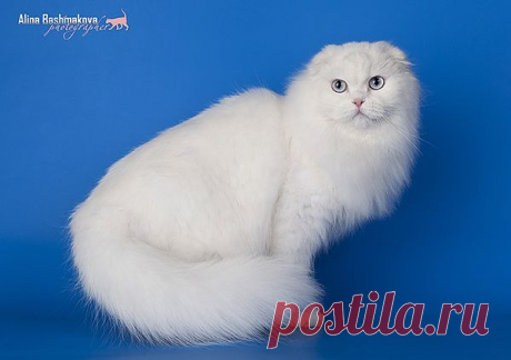 SGCA  SCOTTISHTOWN KLARIS ANGEL EYES