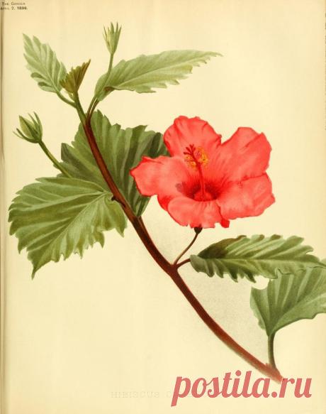 Найдено на сайте archive.org.