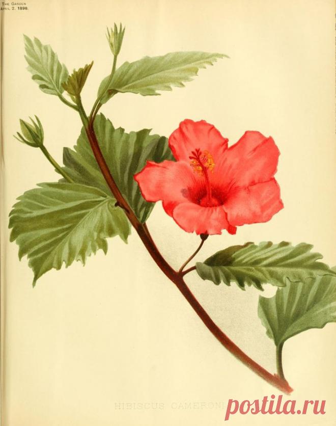 Найдено на сайте archive.org.