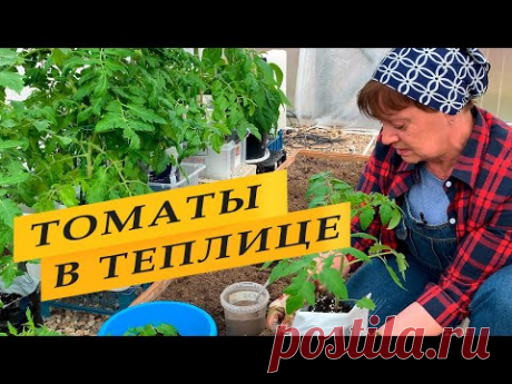 Посадка томатов теплицу - YouTube