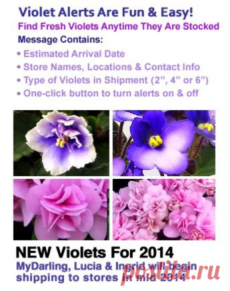https://myviolet.com/