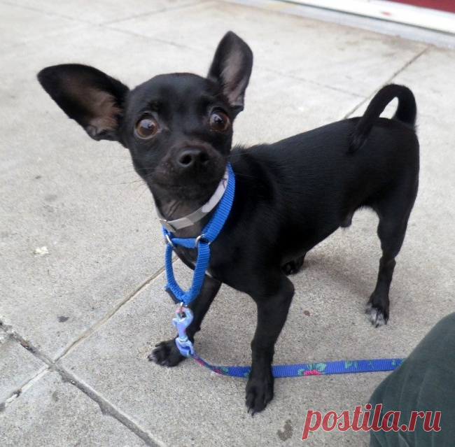 У этой собаки мимика покруче, чем у некоторых голливудских звезд