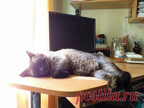 Обычное место для дневного сна